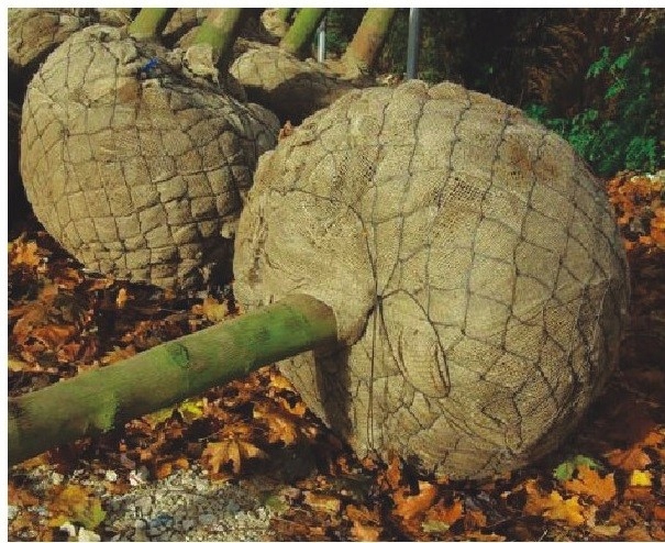 KOŠÍKY NA BALENIE RASTLÍN S HRUDOU - Ø 100 cm / 25 ks.
